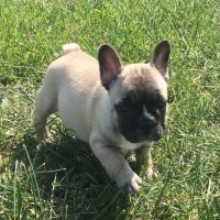 Charming and Beautiful, outstanding French Bulldog puppies Charming an